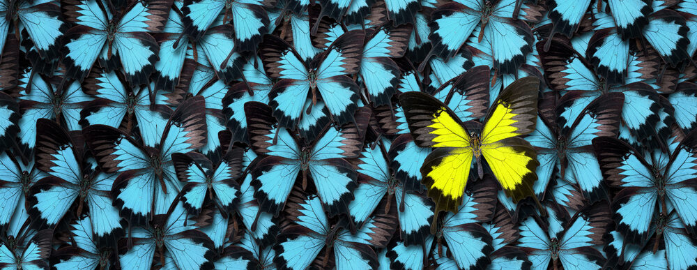 Are Cognitive Tests Still the Best Tool for Selection - one yellow butterfly amongst lots of blue butterflies depicting candidate selection 